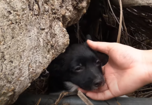 A Heartwarming Tale: Abandoned Dog Finds Love and Forever Home